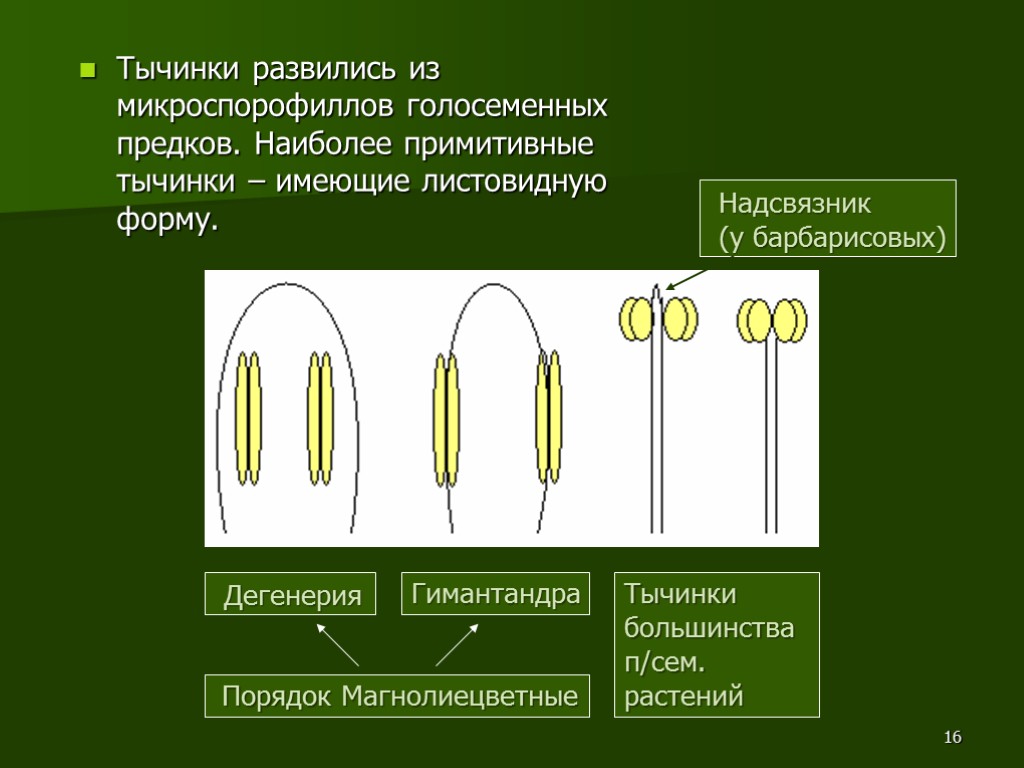 16 Тычинки развились из микроспорофиллов голосеменных предков. Наиболее примитивные тычинки – имеющие листовидную форму.